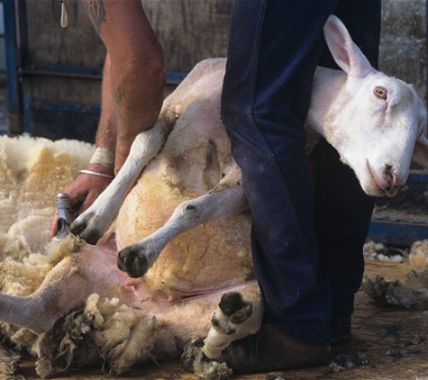 Muddy's Quality Shearing - Dubbo, NSW. 3