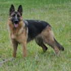 Rallhaus German Shepherds