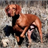 White River Vizsla and Weimaraner gallery