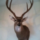 Bush Creations llc Taxidermy & Outfitters
