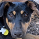 Happy Mailman - Pet Boarding & Kennels