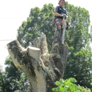 J &D Tree Service LLC - Tree Service