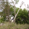 Olson Tree Services gallery