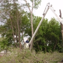 Olson Tree Services - Stump Removal & Grinding