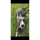 Ace of Canines - Dog Training