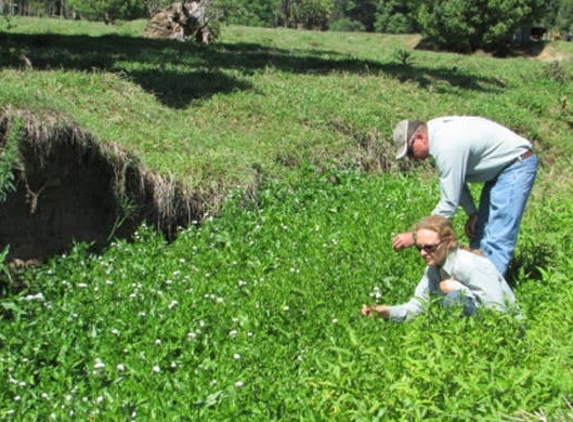 Far North Coast Weeds - Lismore, NSW