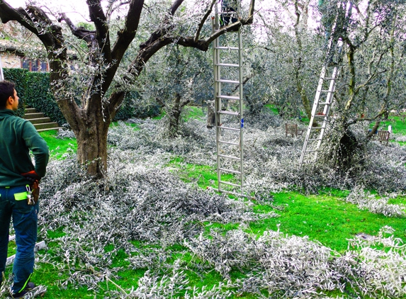 Chop Chop Tree - Kissimmee, FL