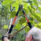 Arbor Tree Service