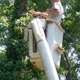 County  Tree Service