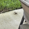 ClearDefense Pest Control gallery