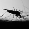 Mosquito Strike gallery