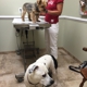 Rehoboth Animal Hospital