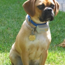 Dog Guard of Indiana - Fence Repair