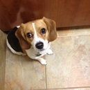 Frisco West Animal Medical Center - Veterinarians
