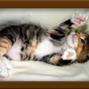 LapCats Cattery - Pet Services