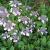 Irvington Landscape Inc./Plant Health Concepts LLC gallery