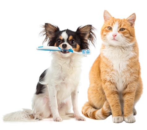 Rosebud Veterinary Hospital - Rosebud, VIC