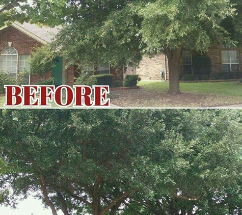 D & M Tree Service - Royse City, TX