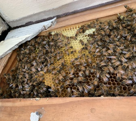 Bee Chillin Honey - Sippy Downs, QLD