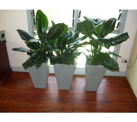 Quality Indoor Plants Hire - Girraween, NT
