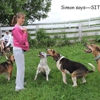 Positive Foundation Dog Training gallery