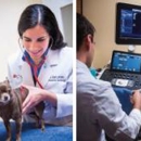 Cvca Louisville - Veterinarians