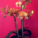 Southside Florist - Florists