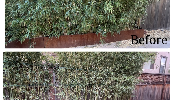 RG Landscaping & Services - San Miguel, CA. Bamboo cleanup