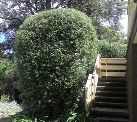 M & J Tree Surgeons. Hedge After