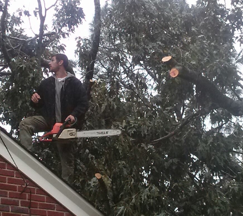 Affordable Carolina Tree Service - Gaston, SC