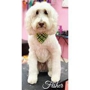 Woof Gang Bakery and Grooming Pompano Beach