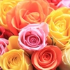 J R Roses Wholesale Flowers gallery