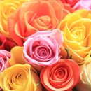 J R Roses Wholesale Flowers - Wholesale Plants & Flowers