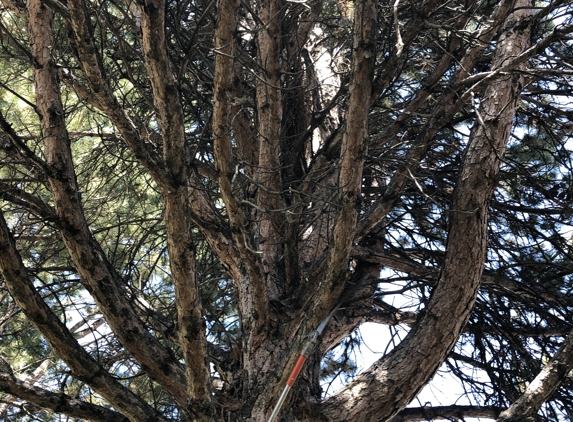 Russell's Artistry in Trees - Reno, NV