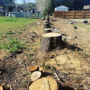 Stump Wrecker - Latham, NY. Stump Grinding project North Adams Massachusetts 