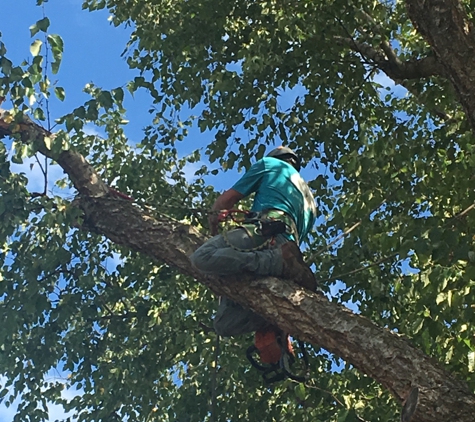 Flyin Brian's Tree Service - Guthrie, OK. The best tree surgeon I've ever seen! Flyin BRIAN