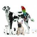 Petsector - Pet Supplies & Foods-Wholesale & Manufacturers