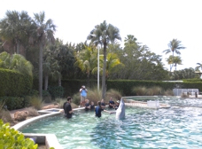 Miami Dolphin Encounter (non-swim) - (305) 556-5085