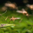 Bayonne Exterminating Co - Pest Control Equipment & Supplies
