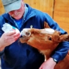 Evergreen Equine Clinic gallery