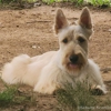 Schulte Scottish Terriers gallery