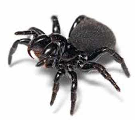 Ballarat Pest Control - Mount Pleasant, VIC