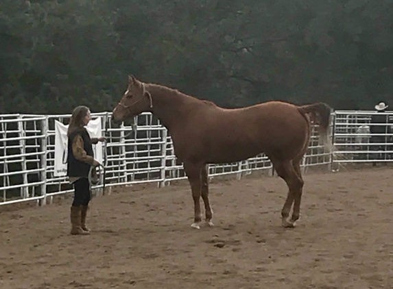 Double Header Performance Horses - Evergreen, CO