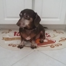 Clip & Trim Professional Dog Grooming - Pet Grooming