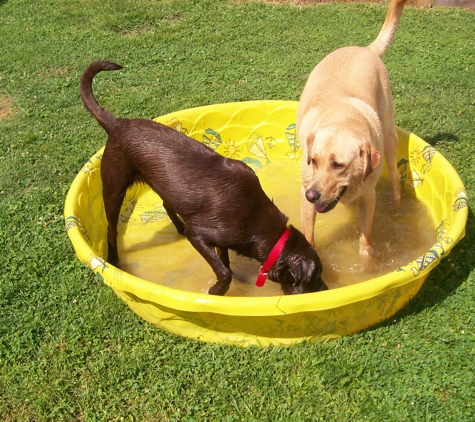 Fluffy Friends Dog Boarding - Bloomingdale, OH