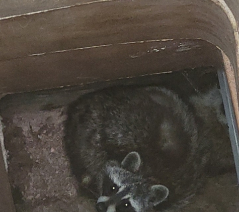 Can Catch Varmint Control - Port Huron, MI. Raccoon and fireplace chimney do you know what's in your chimney.