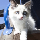 Roxy's Ragdoll Kittens