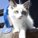 Roxy's Ragdoll Kittens