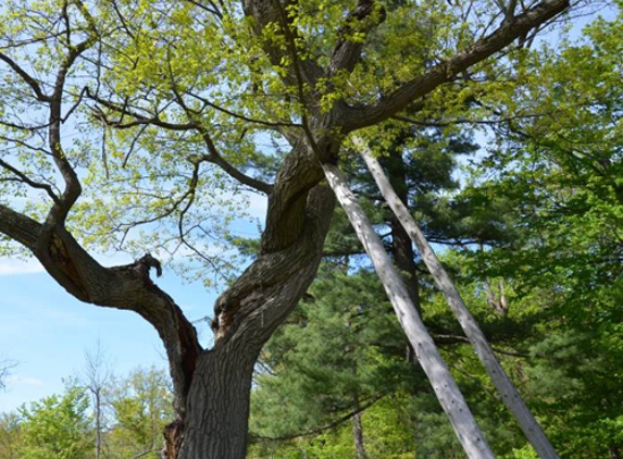 Lansing Tree Trimming & Removal Service - Lansing, MI. tree service lansing