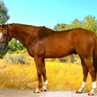 Thoroughbred Sport Horse